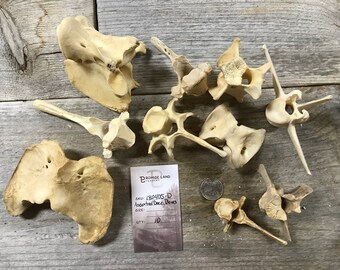 10 Assorted Deer Bones - Vertebrae and More - Real Bones - Lot No. 180405-D