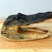 Alligator head 8 - 9" unique collectible taxidermy strange preserved vintage