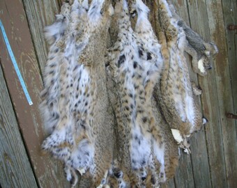 One { 1 } Tanned BOBCAT Hide/FUR/Skin/Pelt Log Cabin Hunting Lodge Decor