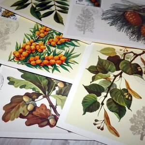 Vintage botanical cards - Soviet vintage maxi cards - Botanical postcard set - Forest art print - Woodland postcard stamps - Plant print set