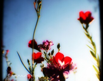 Nature Home Decor - Scarlet Ladies Too - Fine Art Photography Print