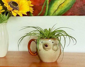 Ceramic Hedgehog Air Planter - Tillandsia Gift Set