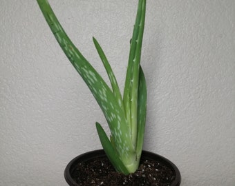 ALOE VERA 6" Tall Plus, Medicinal (Potted) Live Succulent Plant. Free Shipping!