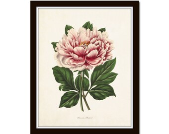 Peony Botanical Print No. 22, Peony Prints, Botanical Art, Botanical Prints, Antique Botanical, Giclee, Wall Art, Art Prints, Farmhouse Art