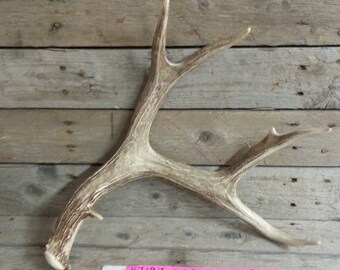 Large and Heavy Fresh Shed Mule Deer Antler - 5 Point - Lot No. 47197HP