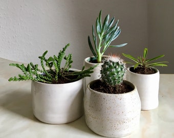 Small ceramic plant pots with cacti and succulents