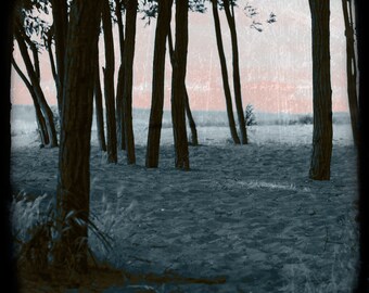 Beach Trees TTV Original Signed Fine Art Photograph