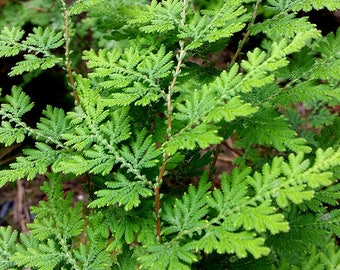 Selaginella braunii - Arborvitae Fern - Spike moss - evergreen plant