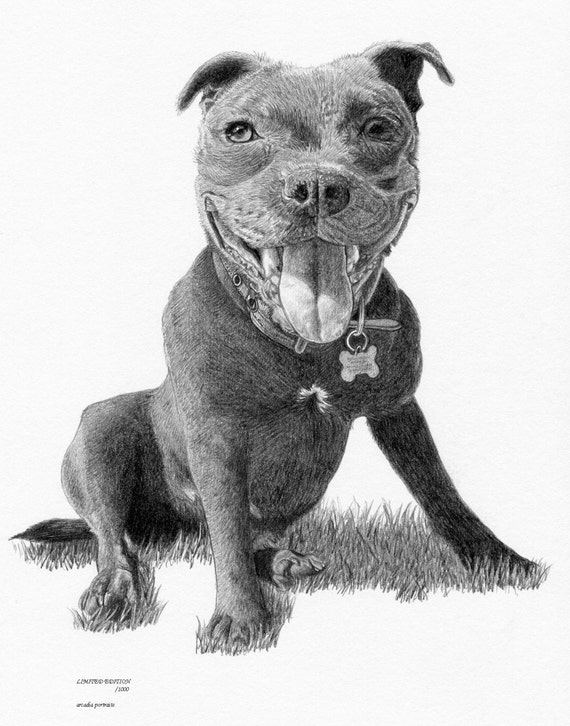 STAFFORDSHIRE BULL terrier 6 dog Limited Edition art drawing