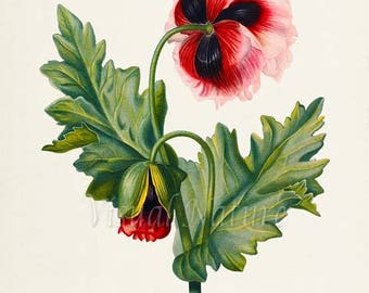 Opium Poppy Flower Art Print, Botanical Art Print, Flower Wall Art, Flower Print, Red Flower Art Print, Home Decor