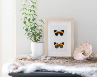 Real framed butterfly: Callicore eunomia // back & front // shadowbox