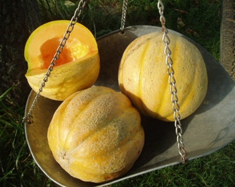 Melon Plant, Delicious 51 PMR Organic