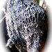 Butterfly Lace Shrug - PDF Knitting Pattern for handspun yarn - US 10/11 (6 - 8 mm)