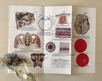 Vintage Medical Illustration - 1940's