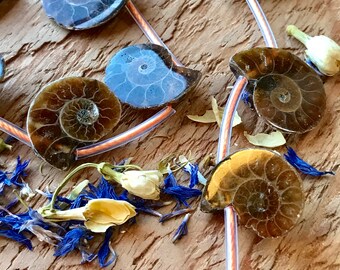 Drilled Ammonite stone beads one bead smaller 20mm X 15mm