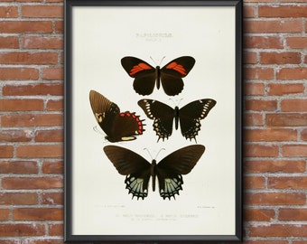 4 old vintage Illustrations of insects-butterflies