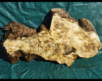 Myrtle burl slab - live edge table slab - coffee table - bs1349
