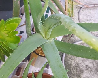 Aloe Vera Cutting (Barbadensis Miller) **Edible- Medicinal- Natural Healing**