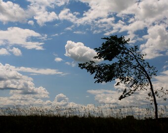 Wind Blown Tree 8x10 print