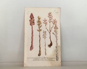 1737 BROOMRAPE BOTANICAL print rare original antique hand colored flower engraving by johann weinmann OROBANCHE