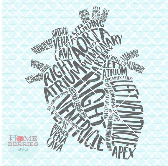 Heart Typography Gross Anatomy of the Heart RN Nurse Doctor