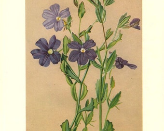 Antique Print, FLOWERING AUSTRALIAN PLANTS, chart 1930 beautiful wall art vintage color lithograph illustration wild flowers floral 111
