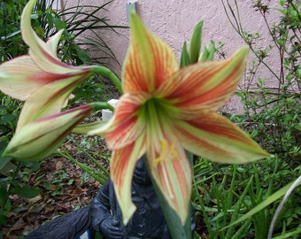 Amaryllis Hippeastrum 50 New SEEDS 2018 Season Perennial Flowers Bulbs GIRAFFE