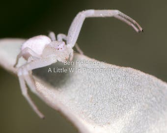 16x12 White Crab Spider photo on acrylic