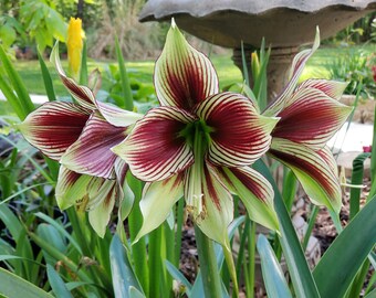PAPILIO AMARYLLIS HIPPEASTRUM Seeds - Brazilian Butterfly Flower