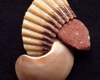 Neocon Shell Pin quarantasette