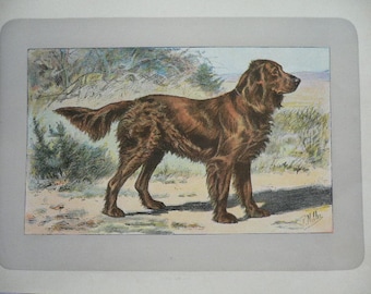 ANTIQUE 1907 GERMAN SPANIEL signed dog print Chromolithograph P Mahler German artist Rare Collectors item Christmas, Birthday gift Authentic