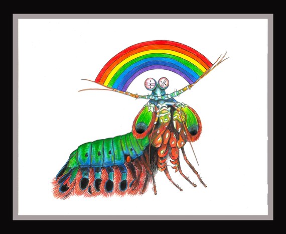 rainbow mantis shrimp colors