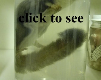 Wet specimens | Etsy