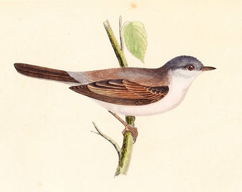 Antique Whitethroat Print . original old vintage bird plate woodblock . vol III, dated 1853 art specimen illustration