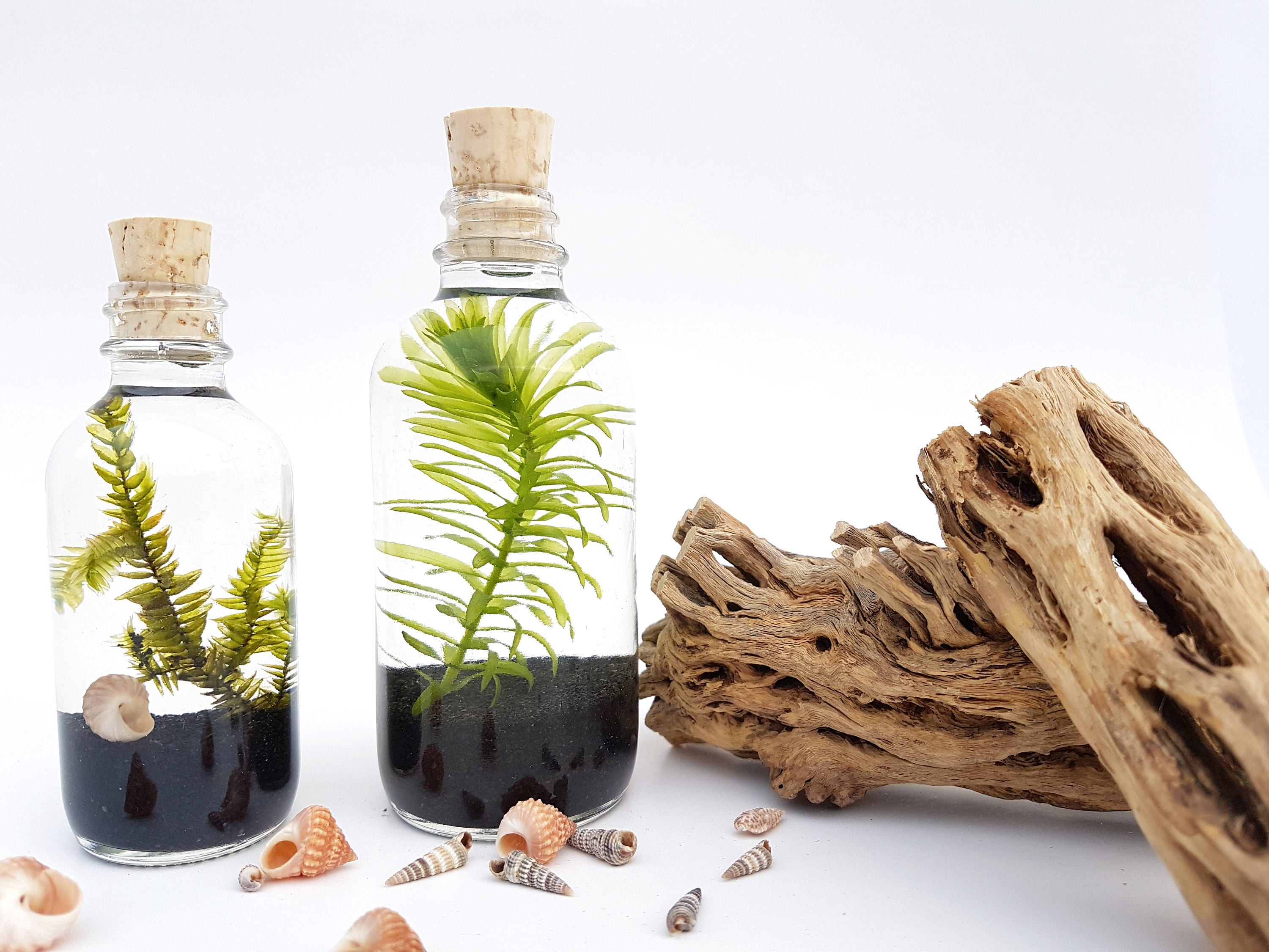 Live Aquatic Plants Terrarium Kit Bottle with Cork for Office