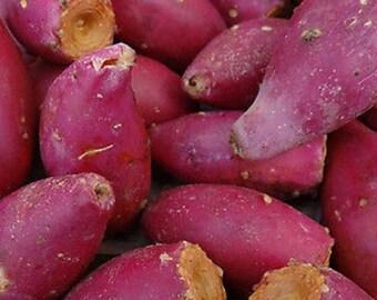 Winter Hardy Prickly Pear Cactus Pink Fruit Emergency Survivial, 2 For 1 SALE!!!