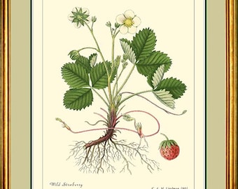 WILD STRAWBERRY - Vintage Botanical print Reproduction - 301