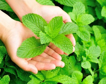 Mint Plants - Mints, Spearmints, Chocolate Mints, Peppermints, Basils - Organic Herbs, NON-GMO