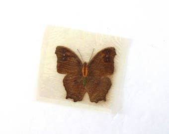 Vintage French Real Butterfly for Mounting - Dark Brown