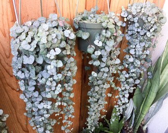 String of Hearts CUTTINGS Ceropegia Woodii Non Variegated String of Hearts Cuttings