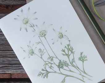 Flannel Flower (Actinotus helianthi)