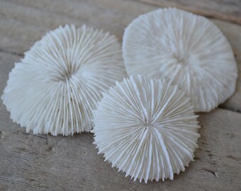 Mushroom Coral ( 1- 2") | 1 Piece