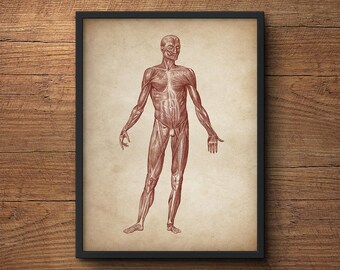 Anatomy poster, Anatomy print, Muscular system print, Human anatomy poster, Medical print, Anatomical drawing, Human anatomy, Wall art