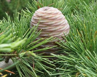 Deodar Cedar, Himalayan Cedar, Fast Growing Weeping Evergreen Conifer Live Plant