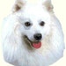 American Eskimo Portrait Dog Counted Cross Stitch Pattern