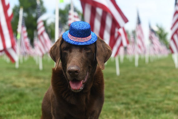 Fourth of July Costume for Dogs || Uncle Sam Hat || Independence Day Hat and Bow Tie