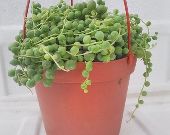 Large String of Pearls Succulent- 6" Hanging Basket - Senecio - Easy to Grow (FREE SHIPPING)