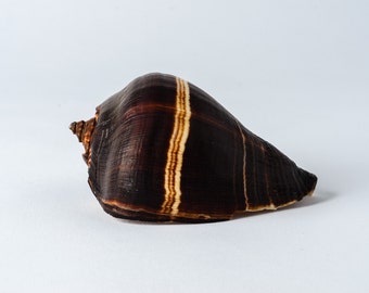Polished Fiber Conch Sea Shell Beach Home Decor 4" - 5" ( 1 PC )