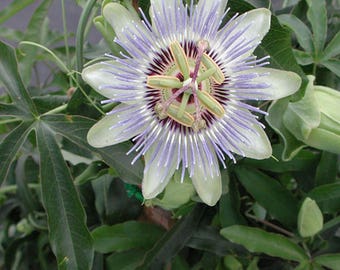 Passiflora Caerulea Blue Passion flower vine - AKA Blue Caerulea Passion Flower