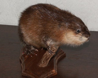 stuffed beaver taxidermy for sale